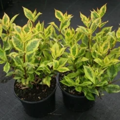 Weigela Florida Magical Rainbow ('Kolmagira') (PBR) -Deals Green4Ever Store pl2000020903 card4 lg