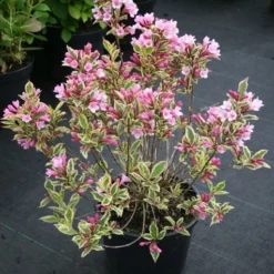 Weigela Florida Magical Rainbow ('Kolmagira') (PBR) -Deals Green4Ever Store pl2000020903 card5 lg