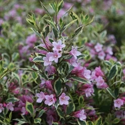 Weigela Florida Magical Rainbow ('Kolmagira') (PBR) -Deals Green4Ever Store pl2000020903 card6 lg