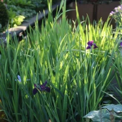 Iris 'Black Gamecock' -Deals Green4Ever Store pl2000020914 card2 lg