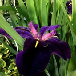 Iris 'Black Gamecock' -Deals Green4Ever Store pl2000020914 card3 lg