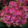 Hydrangea Macrophylla Glam Rock ('Horwack') (PBR)