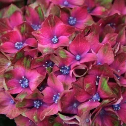 Hydrangea Macrophylla Glam Rock ('Horwack') (PBR) -Deals Green4Ever Store pl2000020917 card2 lg