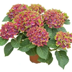 Hydrangea Macrophylla Glam Rock ('Horwack') (PBR) -Deals Green4Ever Store pl2000020917 card4 lg
