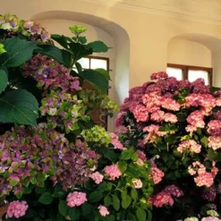 Hydrangea Macrophylla Glam Rock ('Horwack') (PBR) -Deals Green4Ever Store pl2000020917 card5 lg