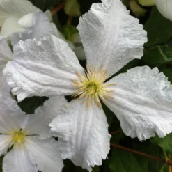 Clematis 'Prince George'