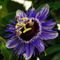 Passiflora 'Purple Haze' -Deals Green4Ever Store pl2000020952 card2 lg