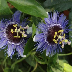 Passiflora 'Purple Haze' -Deals Green4Ever Store pl2000020952 card3 lg