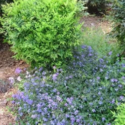 Nandina Domestica Magical Lemon And Lime ('Lemlim') (PBR) -Deals Green4Ever Store pl2000020961 card2 lg