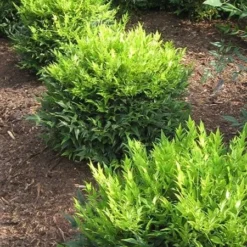 Nandina Domestica Magical Lemon And Lime ('Lemlim') (PBR) -Deals Green4Ever Store pl2000020961 card4 lg