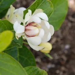 Calycanthus 'Venus' -Deals Green4Ever Store pl2000020964 card2 lg