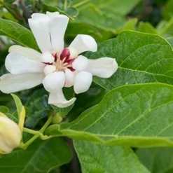 Calycanthus 'Venus' -Deals Green4Ever Store pl2000020964 card3 lg