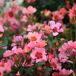 Rosa For Your Eyes Only ('Cheweyesup') (PBR) -Deals Green4Ever Store pl2000020975 card2 lg