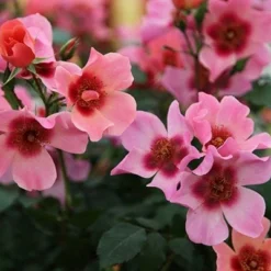 Rosa For Your Eyes Only ('Cheweyesup') (PBR) -Deals Green4Ever Store pl2000020975 card3 lg