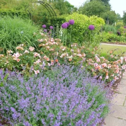 Rosa For Your Eyes Only ('Cheweyesup') (PBR) -Deals Green4Ever Store pl2000020975 card5 lg