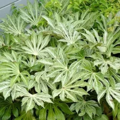 Fatsia Japonica 'Spider's Web' -Deals Green4Ever Store pl2000020976 card10 lg