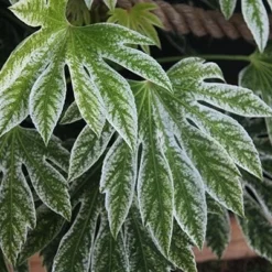 Fatsia Japonica 'Spider's Web' -Deals Green4Ever Store pl2000020976 card2 lg