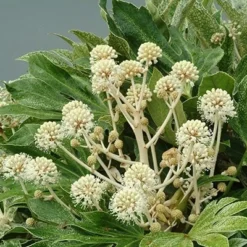 Fatsia Japonica 'Spider's Web' -Deals Green4Ever Store pl2000020976 card4 lg