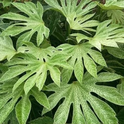 Fatsia Japonica 'Spider's Web' -Deals Green4Ever Store pl2000020976 card5 lg