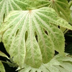 Fatsia Japonica 'Spider's Web' -Deals Green4Ever Store pl2000020976 card7 lg