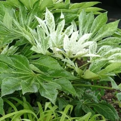 Fatsia Japonica 'Spider's Web' -Deals Green4Ever Store pl2000020976 card8 lg
