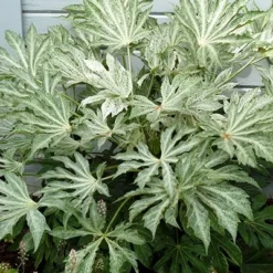 Fatsia Japonica 'Spider's Web' -Deals Green4Ever Store pl2000020976 card9 lg