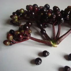 Sambucus Nigra F. Porphyrophylla Black Tower ('Eiffel 1') (PBR) -Deals Green4Ever Store pl2000020988 card3 lg