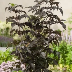 Sambucus Nigra F. Porphyrophylla Black Tower ('Eiffel 1') (PBR) -Deals Green4Ever Store pl2000020988 card4 lg