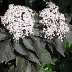 Sambucus Nigra F. Porphyrophylla Black Tower ('Eiffel 1') (PBR) -Deals Green4Ever Store pl2000020988 card5 lg