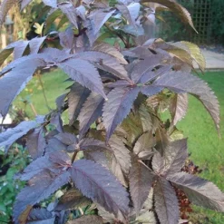 Sambucus Nigra F. Porphyrophylla Black Tower ('Eiffel 1') (PBR) -Deals Green4Ever Store pl2000020988 card7 lg