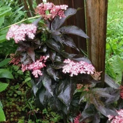 Sambucus Nigra F. Porphyrophylla Black Tower ('Eiffel 1') (PBR) -Deals Green4Ever Store pl2000020988 card8 lg
