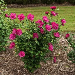 Deals Green4Ever Store -Deals Green4Ever Store pl2000020989 card2 lg