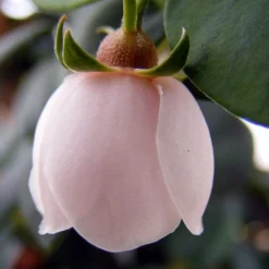 Ugni Molinae KaPow ('Yanpow') 8 Ugni Molinae KaPow ('Yanpow') -Deals Green4Ever Store pl2000020996 card4 lg