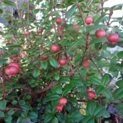 Ugni Molinae KaPow ('Yanpow') 9 Ugni Molinae KaPow ('Yanpow') -Deals Green4Ever Store pl2000020996 card5 lg