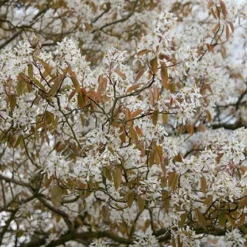 Amelanchier Lamarckii 6 Amelanchier Lamarckii -Deals Green4Ever Store pl2000021003 card3 lg