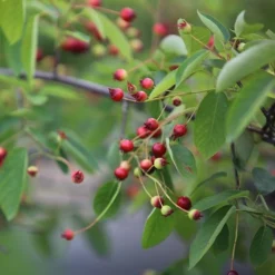 Amelanchier Lamarckii 7 Amelanchier Lamarckii -Deals Green4Ever Store pl2000021003 card4 lg