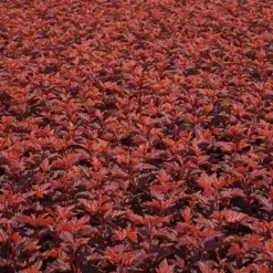 Physocarpus Opulifolius Little Angel ('Hoogi016') (PBR) -Deals Green4Ever Store pl2000021013 card3 lg