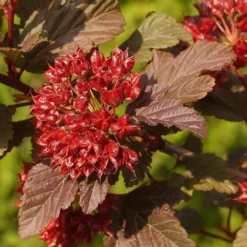 Physocarpus Opulifolius Little Angel ('Hoogi016') (PBR) -Deals Green4Ever Store pl2000021013 card4 lg