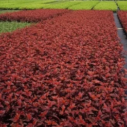 Physocarpus Opulifolius Little Angel ('Hoogi016') (PBR) -Deals Green4Ever Store pl2000021013 card6 lg