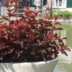 Physocarpus Opulifolius Little Angel ('Hoogi016') (PBR) -Deals Green4Ever Store pl2000021013 card7 lg