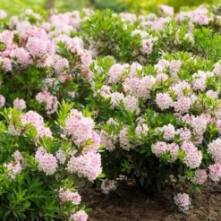 Rhododendron Bloombux ('Microhirs3') (PBR)