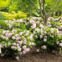 Rhododendron Bloombux ('Microhirs3') (PBR) -Deals Green4Ever Store pl2000021014 card4 lg