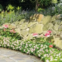 Rhododendron Bloombux ('Microhirs3') (PBR) -Deals Green4Ever Store pl2000021014 card5 lg