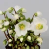 Helleborus 'Verboom Beauty'