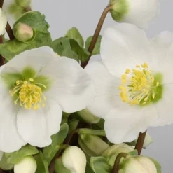 Helleborus 'Verboom Beauty' -Deals Green4Ever Store pl2000021032 card3 lg