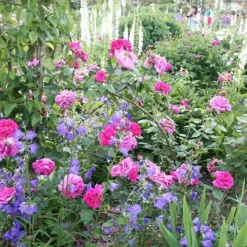 Rosa 'Madame Isaac Péreire' -Deals Green4Ever Store pl2000021227 card3 lg