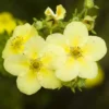 Potentilla Fruticosa 'Primrose Beauty'