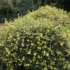Potentilla Fruticosa 'Primrose Beauty' -Deals Green4Ever Store pl2000021281 card2 lg