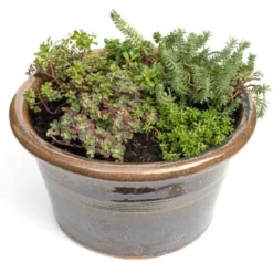 Sedum Collection -Deals Green4Ever Store pl2000021303 card3 lg