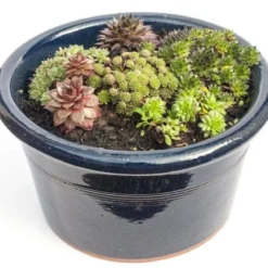 Sempervivum Collection -Deals Green4Ever Store pl2000021304 card3 lg